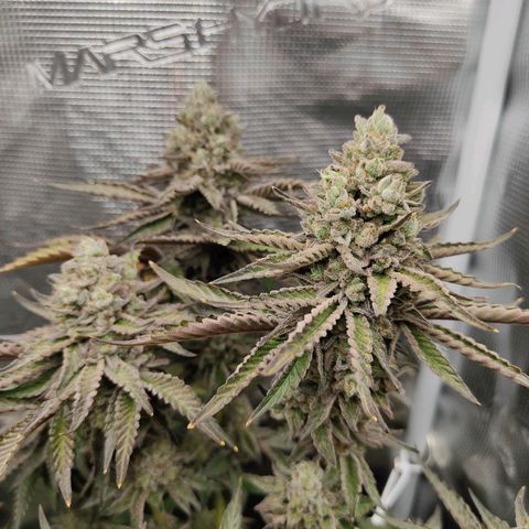 Khalimints 85  growlog timeline photo