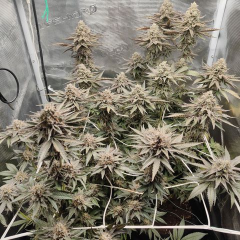 Khalimints 85  growlog timeline photo