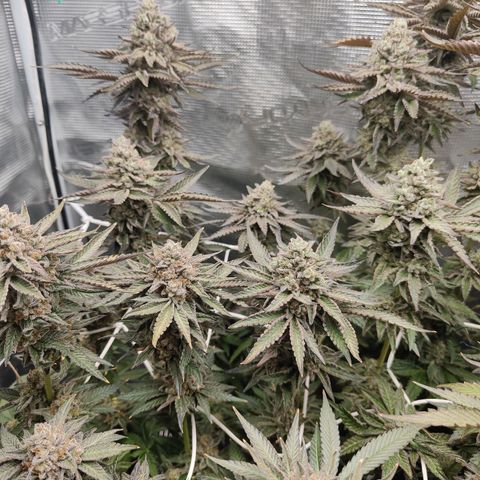 Khalimints 85  growlog timeline photo