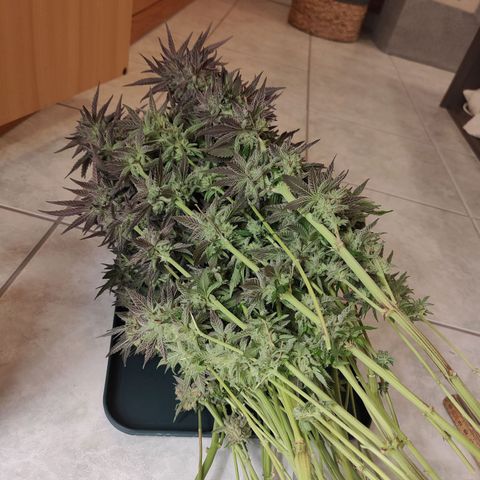 Khalimints 85  growlog timeline photo