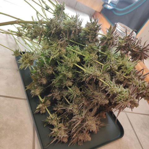 Khalimints 85  growlog timeline photo