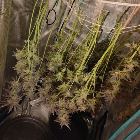 Khalimints 85  growlog timeline photo