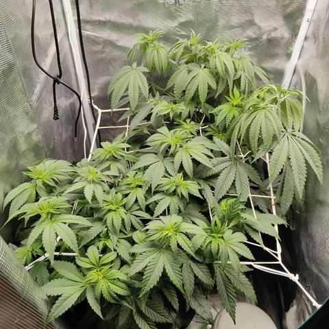 Animal mints x gelonade  growlog timeline photo