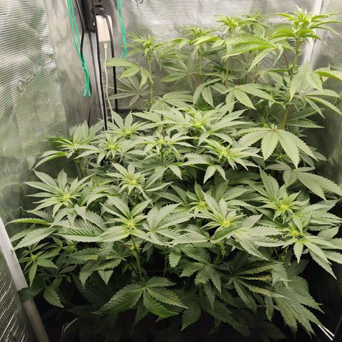 Animal mints x gelonade  growlog timeline photo