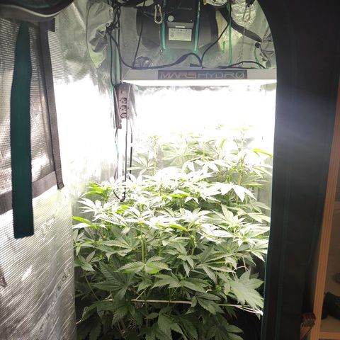 Animal mints x gelonade  growlog timeline photo