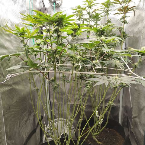 Animal mints x gelonade  growlog timeline photo