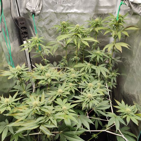 Animal mints x gelonade  growlog timeline photo