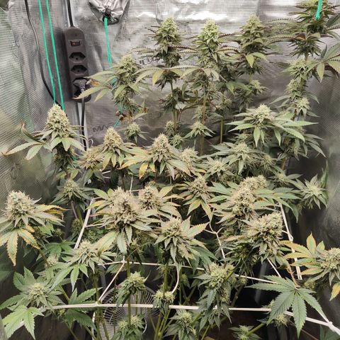 Animal mints x gelonade  growlog timeline photo