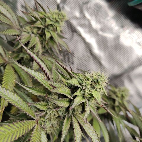 Animal mints x gelonade  growlog timeline photo