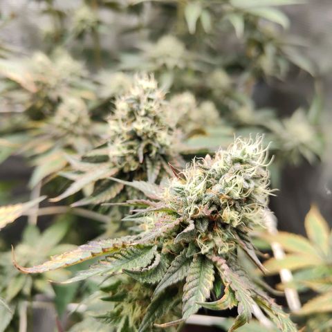 Animal mints x gelonade  growlog timeline photo