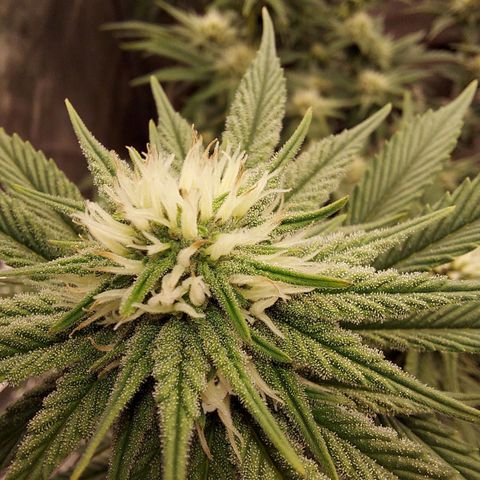 Ethos Crescendo Rbx1  growlog timeline photo