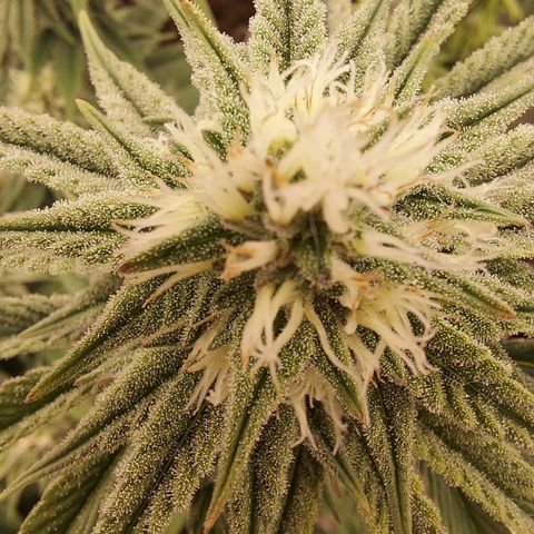 Ethos Crescendo Rbx1  growlog timeline photo