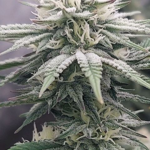 Ethos Crescendo Rbx1  growlog photo: Day 35