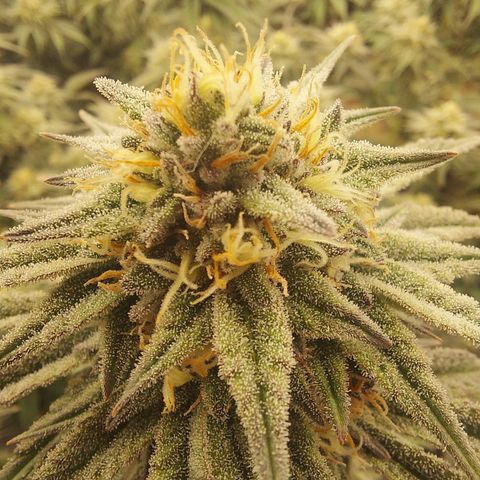 Ethos Crescendo Rbx1  growlog photo: Looking good! Day 40