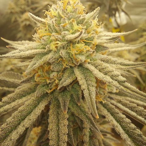 Ethos Crescendo Rbx1  growlog photo: Frosty!
