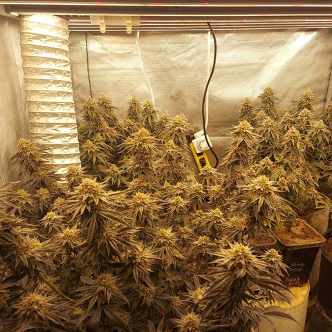 Ethos Crescendo Rbx1  growlog timeline photo