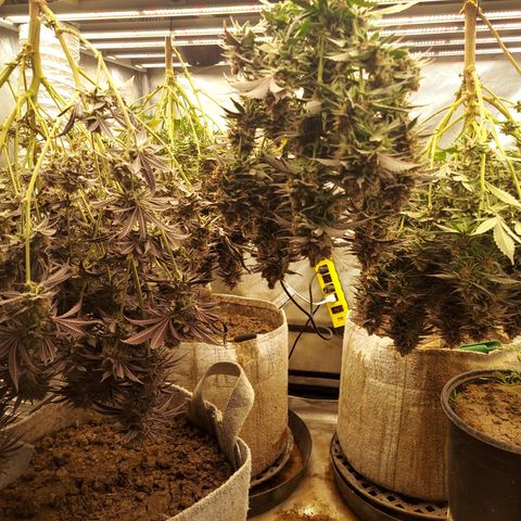 Ethos Crescendo Rbx1  growlog photo: Chop day 60 flowering 