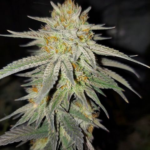 Ethos Crescendo Rbx1  growlog photo: Both were in this tent.