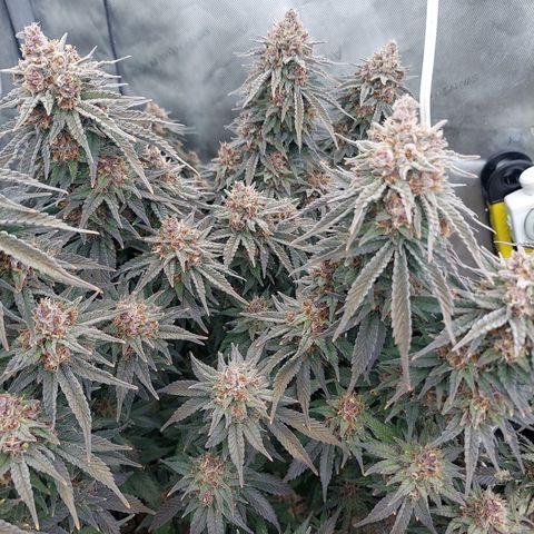 Ethos Crescendo Rbx1  growlog photo: Both were in this tent.