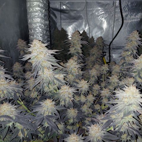 Ethos Crescendo Rbx1  growlog photo: Both were in this tent.