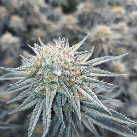 Ethos Crescendo Rbx1  growlog photo: Both were in this tent.