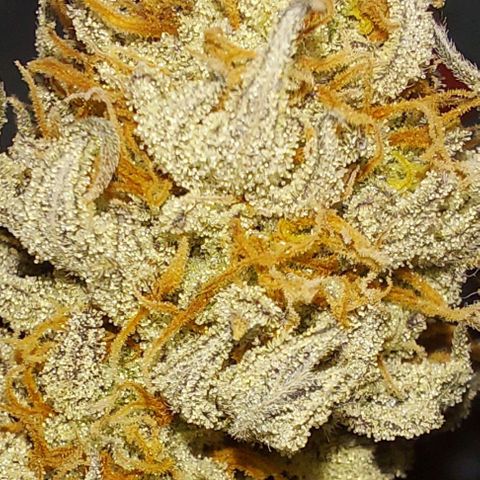 Ethos Crescendo Rbx1  growlog photo: Tester!