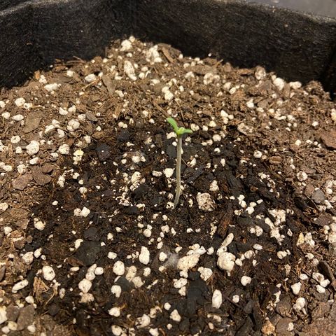 Strawberry Nuggets growlog timeline photo