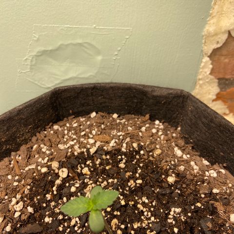 Strawberry Nuggets growlog timeline photo