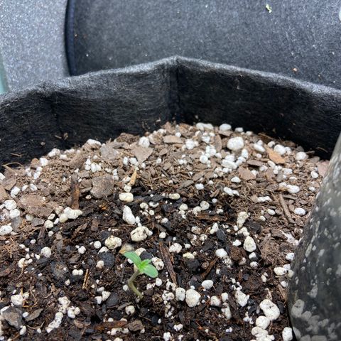 Strawberry Nuggets growlog timeline photo