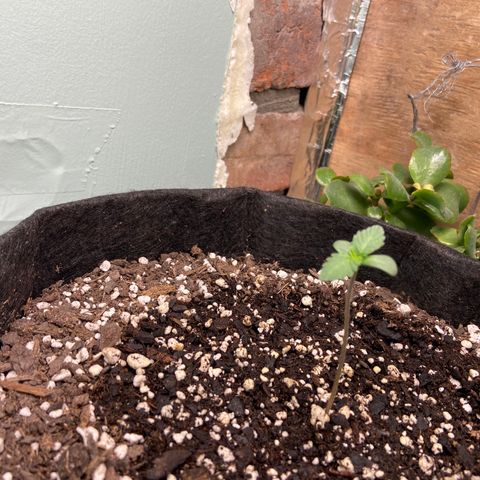 Strawberry Nuggets growlog timeline photo