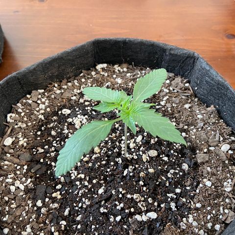 Strawberry Nuggets growlog timeline photo