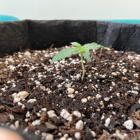 Strawberry Nuggets growlog timeline photo