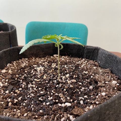 Strawberry Nuggets growlog timeline photo