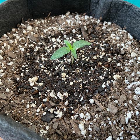 Strawberry Nuggets growlog timeline photo