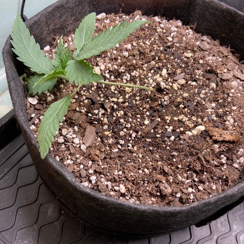 Strawberry Nuggets growlog timeline photo