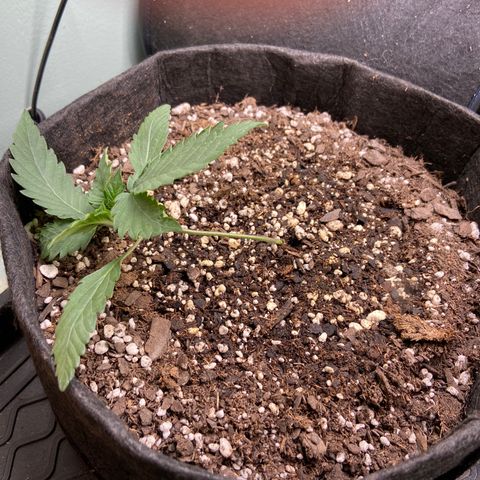 Strawberry Nuggets growlog timeline photo