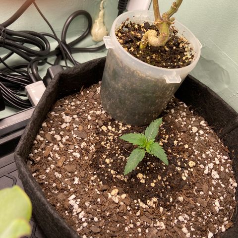 Strawberry Nuggets growlog timeline photo