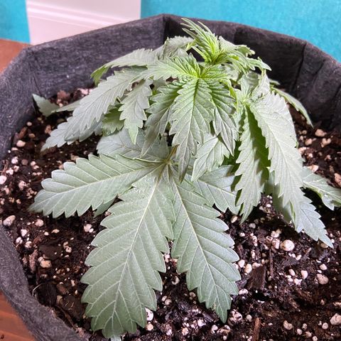 Strawberry Nuggets growlog timeline photo