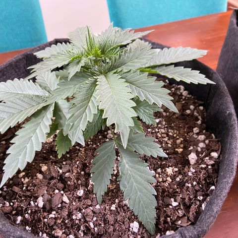 Strawberry Nuggets growlog timeline photo