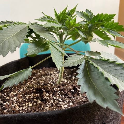 Strawberry Nuggets growlog timeline photo