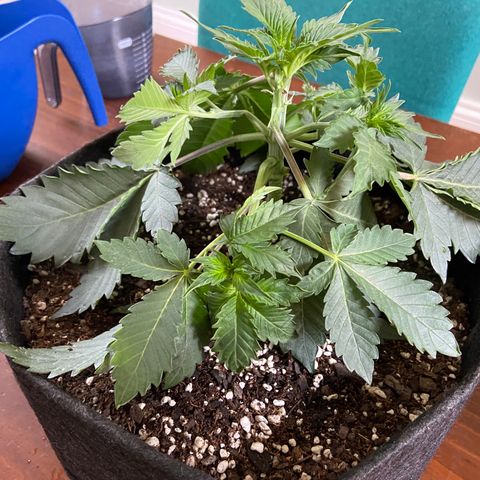 Strawberry Nuggets growlog timeline photo
