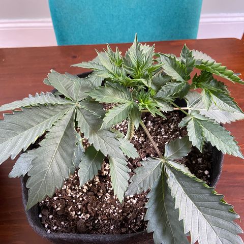 Strawberry Nuggets growlog timeline photo