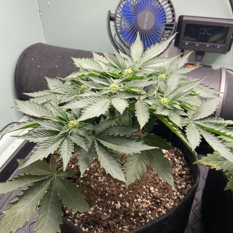 Strawberry Nuggets growlog timeline photo