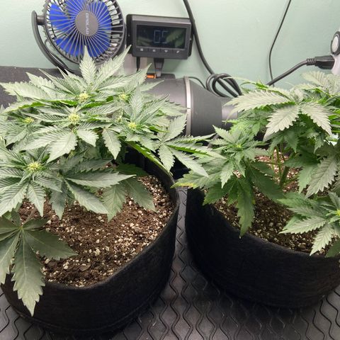 Strawberry Nuggets growlog timeline photo