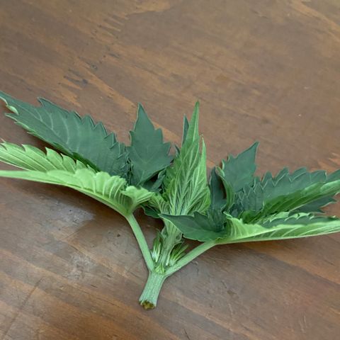 Strawberry Nuggets growlog timeline photo