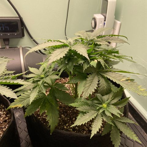 Strawberry Nuggets growlog timeline photo