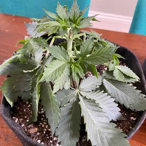 Strawberry Nuggets growlog timeline photo