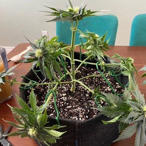 Strawberry Nuggets growlog timeline photo