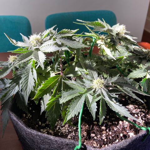 Strawberry Nuggets growlog timeline photo