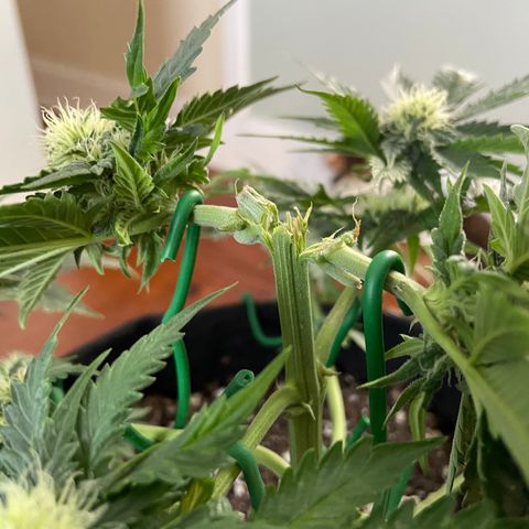 Strawberry Nuggets growlog timeline photo